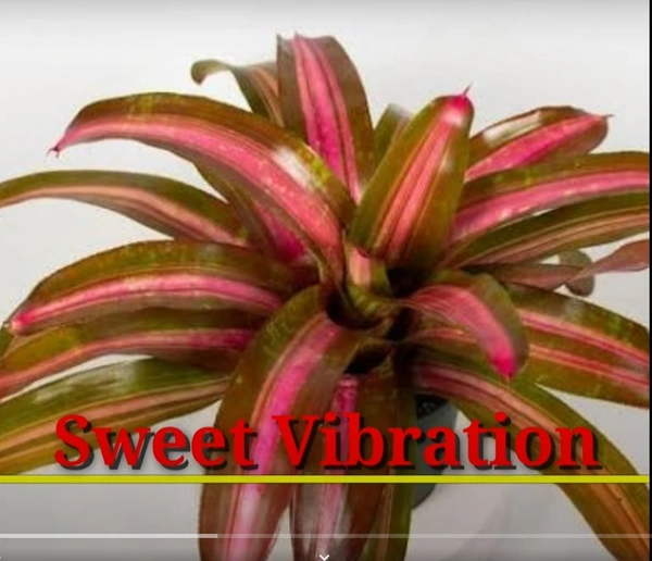 Bromeliad Sweet Vibration
