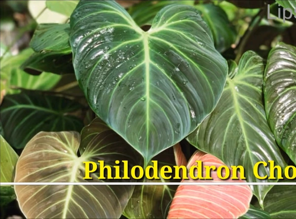 Philodendron Choco Red