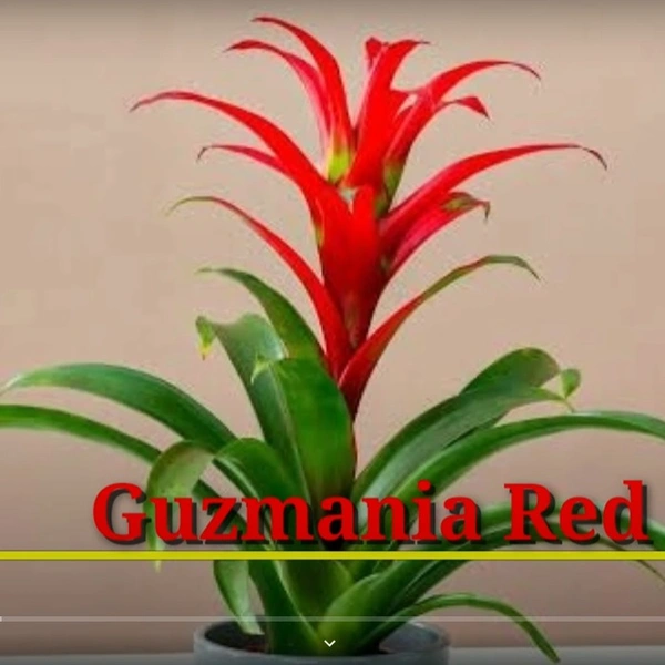 Bromeliad Guzmania Red
