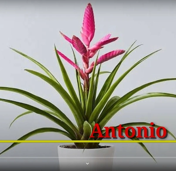 Bromeliad Antonio