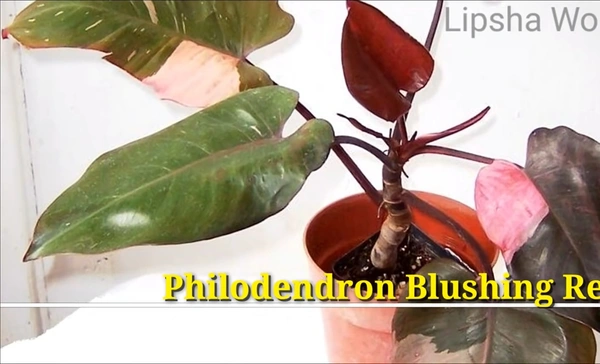 Philodendron Blushing Red