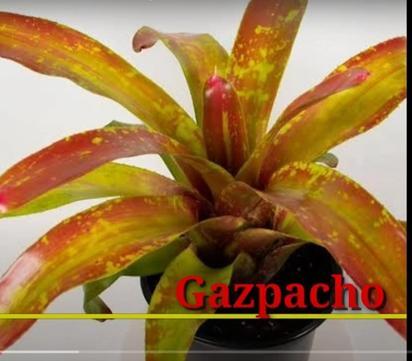 Bromeliad Gazpacho