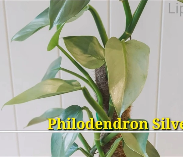Philodendron Silver Sword