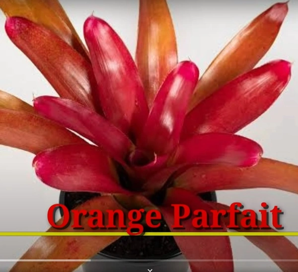 Bromeliad Orange Parfait