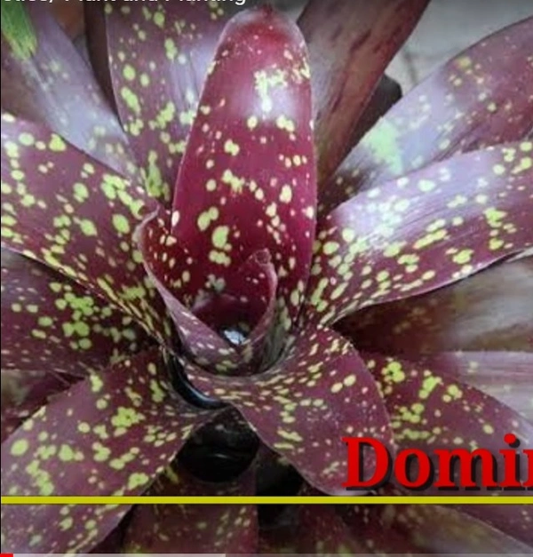 Bromeliad Domino