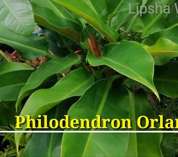 Philodendron Orlando