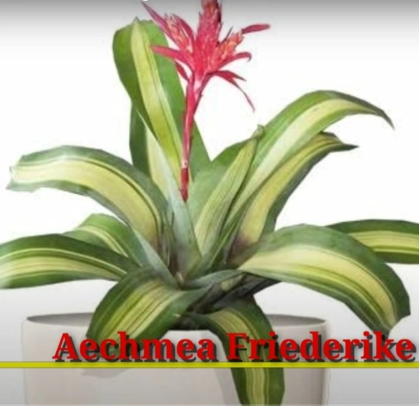 Bromeliad  Aechmea Friederike
