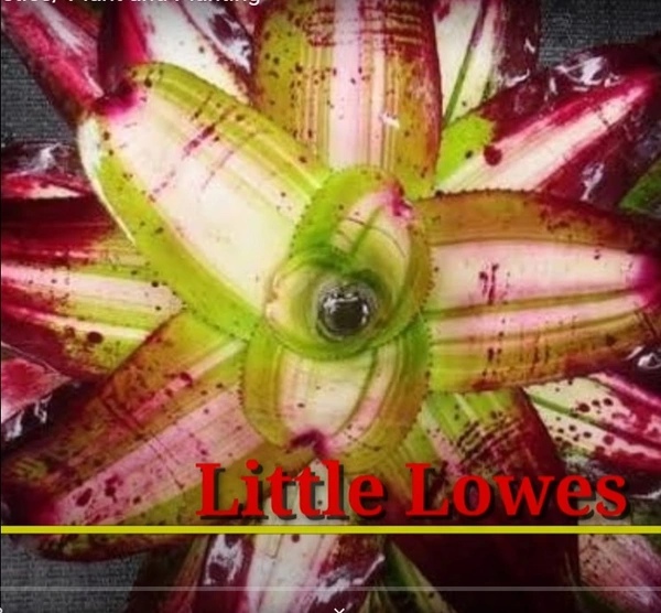 Bromeliad Little Lowes