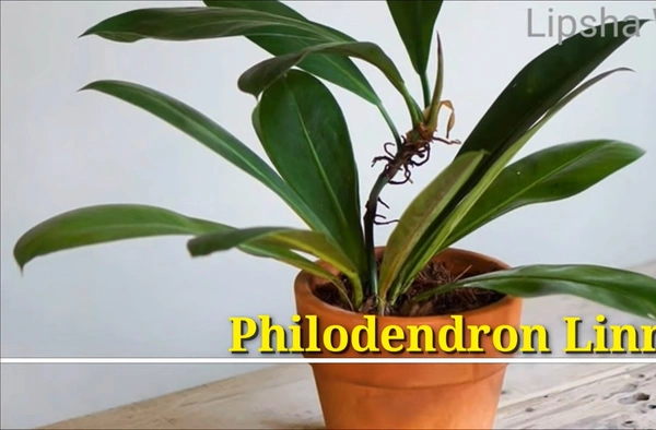 Philodendron  Linnaei