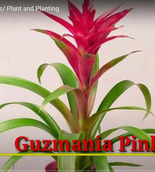 Bromeliad Guzmania Pink
