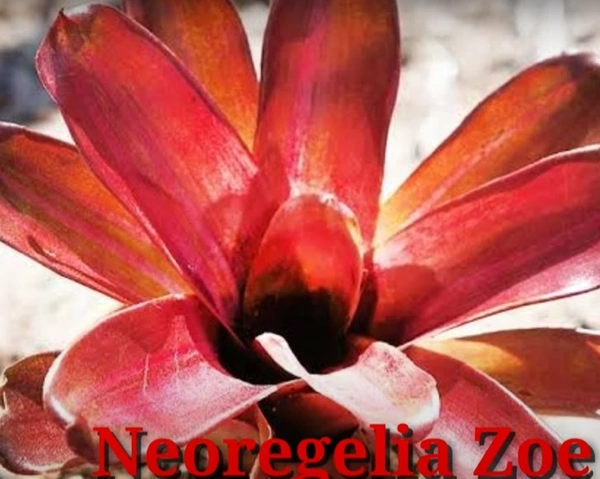 Bromeliad Neoregelia Zoe