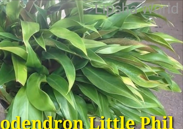 Philodendron  Little Phil
