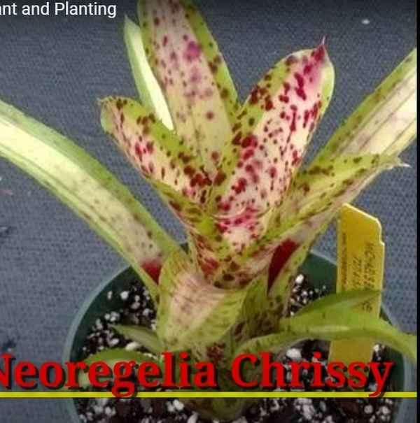 Bromeliad Neoregelia Chrissy