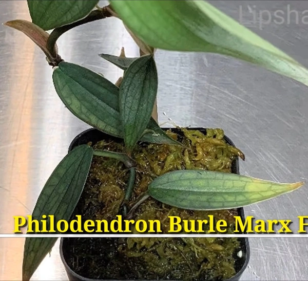 Philodendron Burle Marx Fantasy