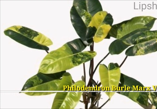 Philodendron Burle Marx Variegated