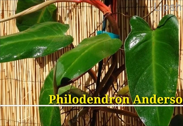 Philodendron Anderson Red