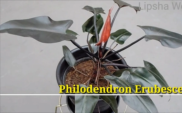 Philodendron Erubescens
