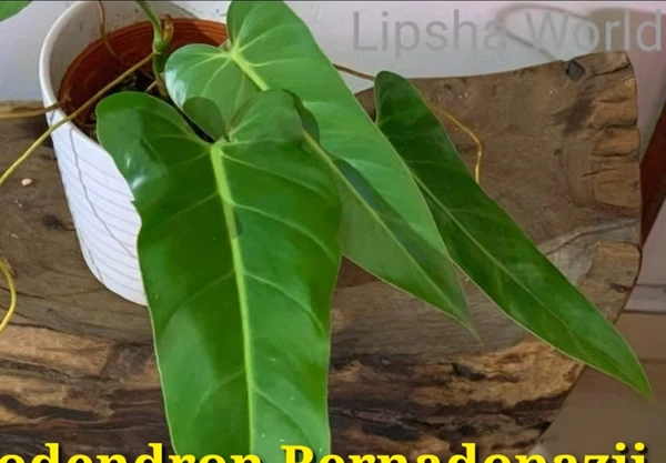 Philodendron Bernadopazii Sapling (100 Pcs.)