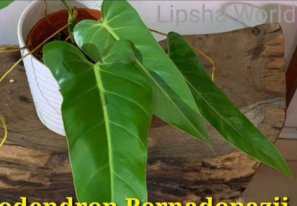 Philodendron Bernadopazii Sapling