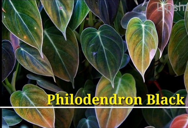 Philodendron Black Gold