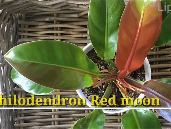Philodendron Red Moon