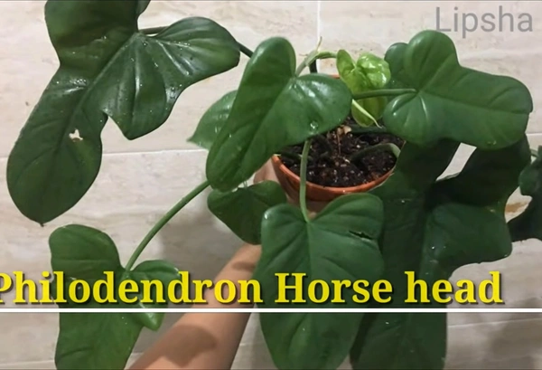 Philodendron Horse Head