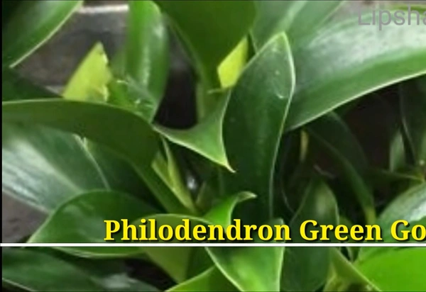Philodendron Green Goddess