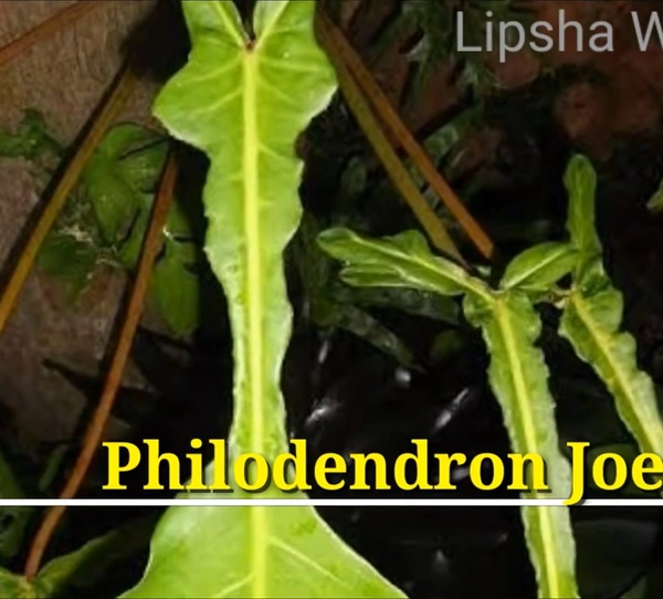Philodendron Joepii