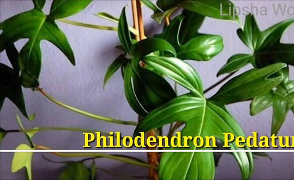 Philodendron Pedatum