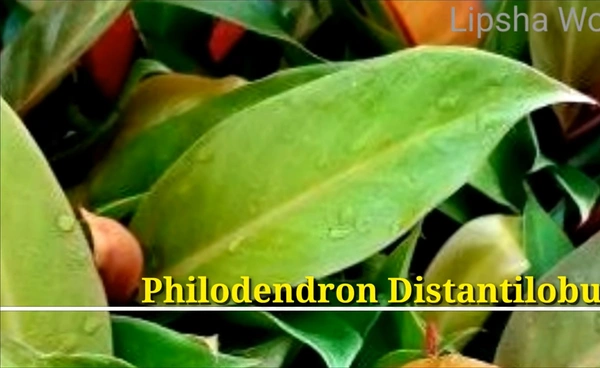 Philodendron Distantilobum