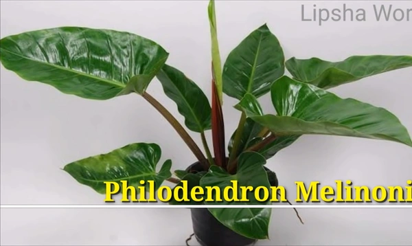 Philodendron Melinonii
