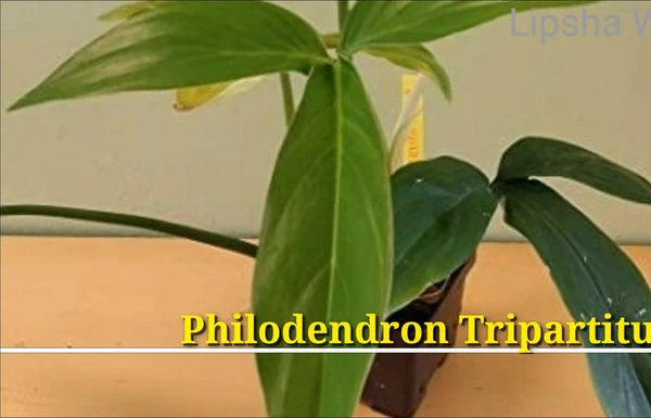 Philodendron Tripartitum
