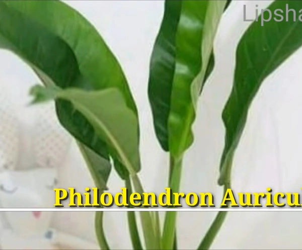 Philodendron Auriculatom