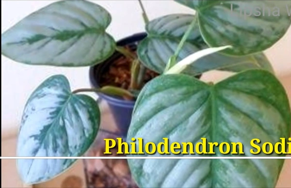 Philodendron Sodiroi