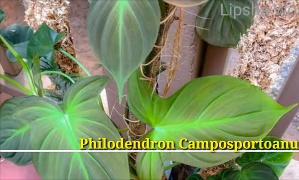 Philodendron Camposportoanum