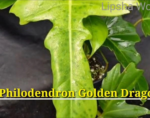 Philodendron Golden Dragon