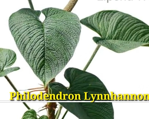 Philodendron Lynniannoniae
