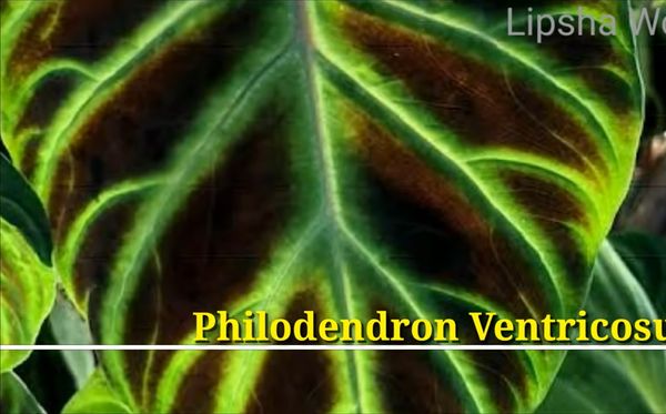 Philodendron Ventricosum