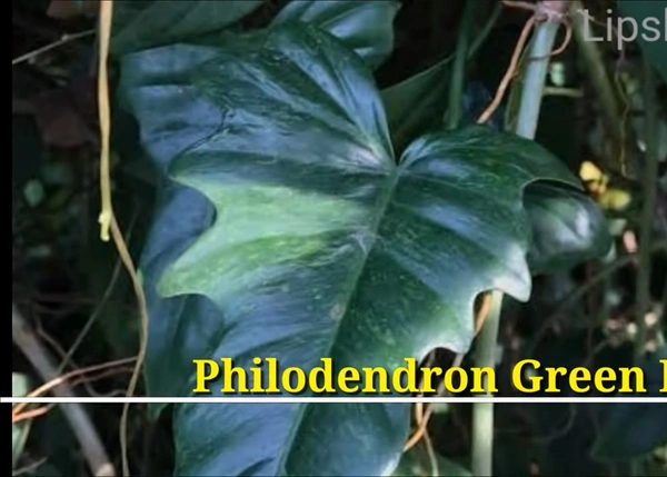 Philodendron Green Dragon