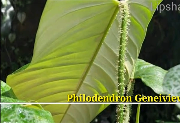 Philodendron Geneivievianum