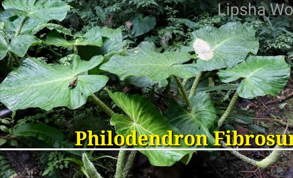 Philodendro Fibrosum