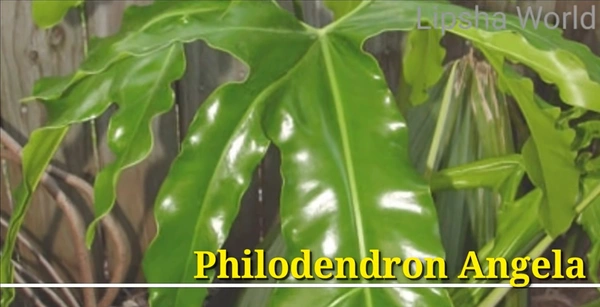 Philodendro Angela