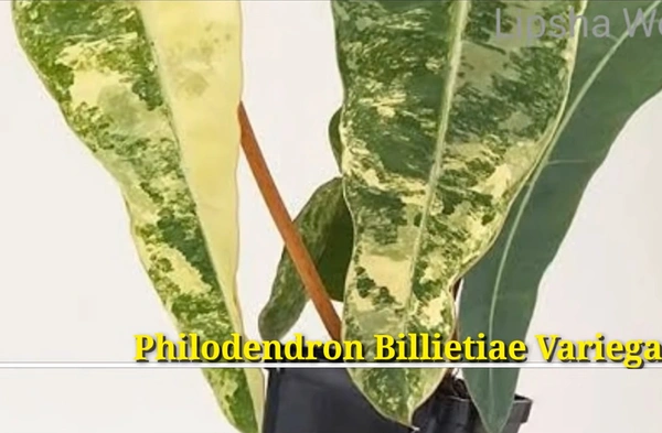 Philodendron Billietiae Variegated