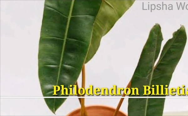 Philodendron Billietiae
