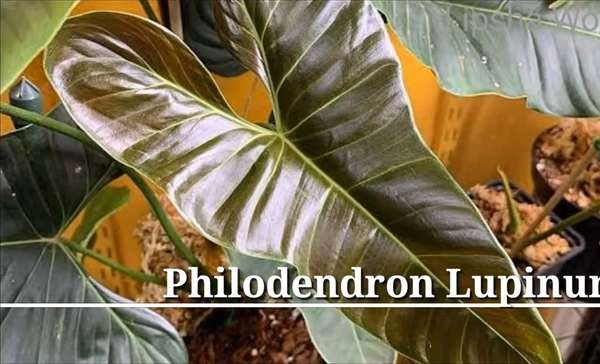 Philodendro Lupinum
