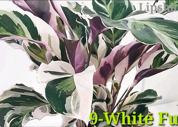 Calathea White Fusion