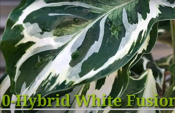 Calathea Hybrid White Fusion