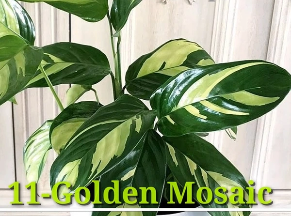 Calathea Golden Mosaic