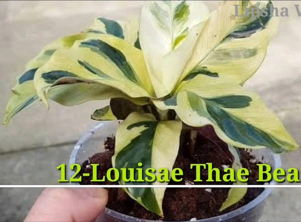 Calathea Louisae Thae Beauty