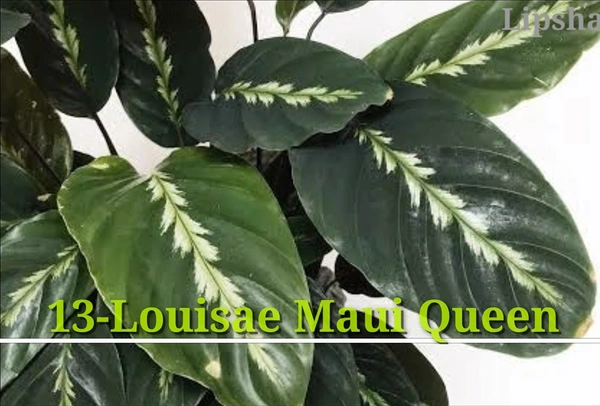 Calathea Louisae Maui Queen
